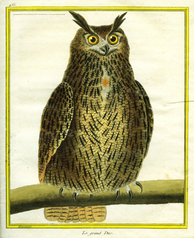 Great Horned Owl
