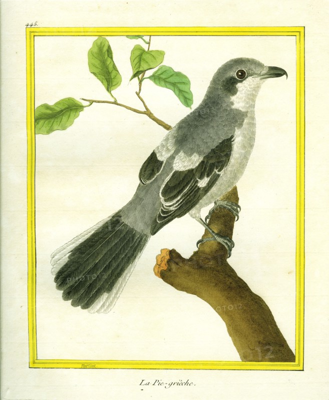 La Pie-grièche