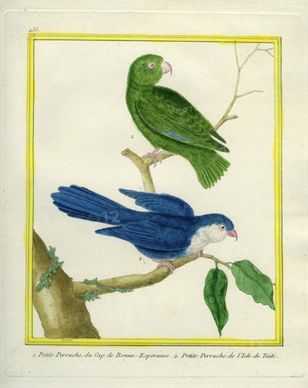 La Petite Perruche du Cap de Bonne-Espérance et la Petite Perruche de l'île de Tahiti