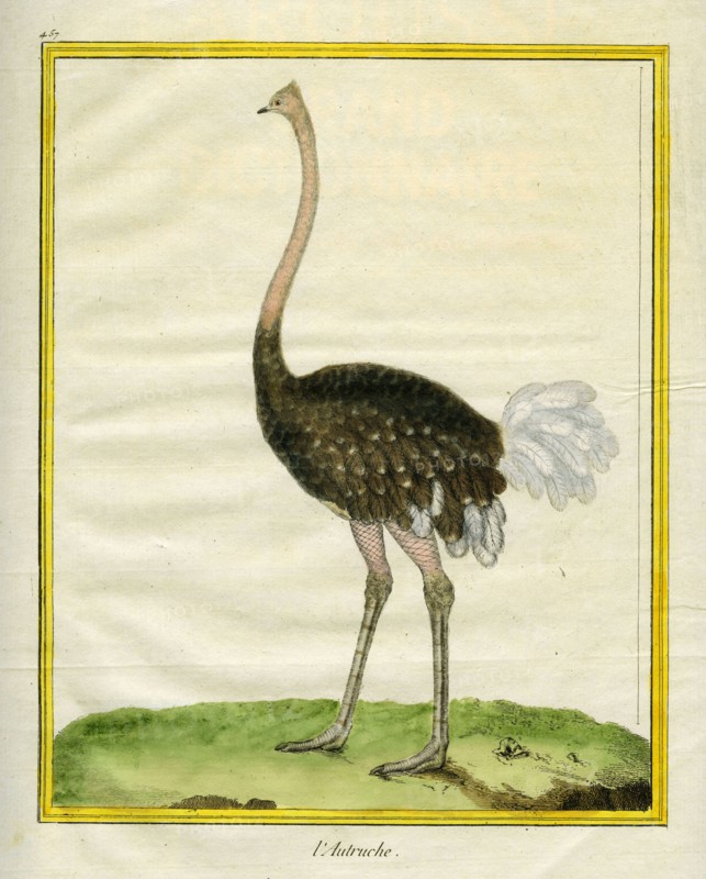 L'Autruche