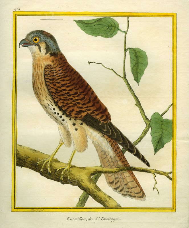 L' Emerillon de Saint-Domingue