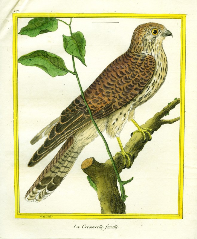 Female Kestrel