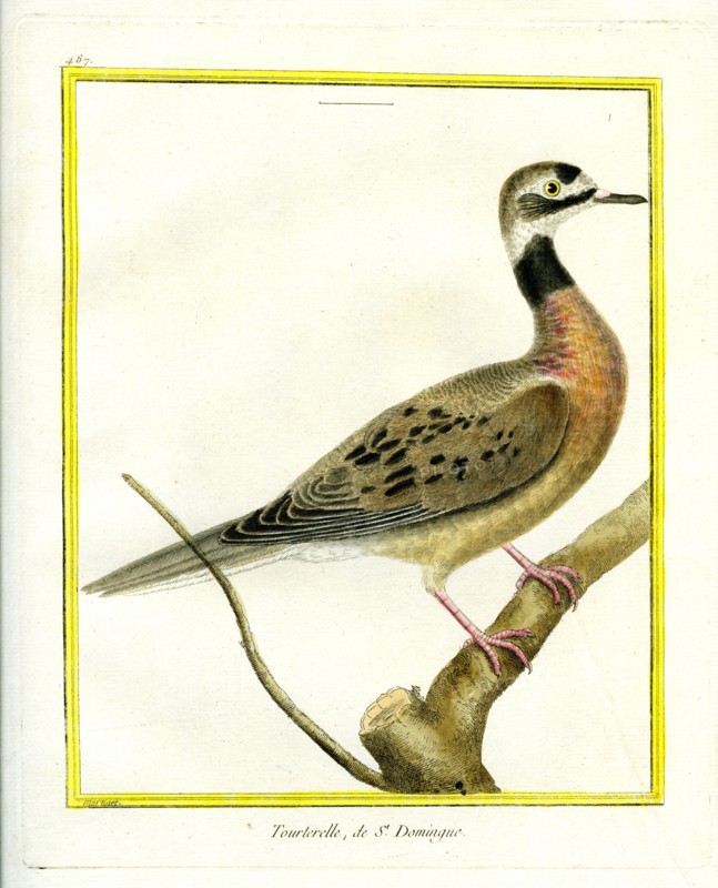 Quail-dove
