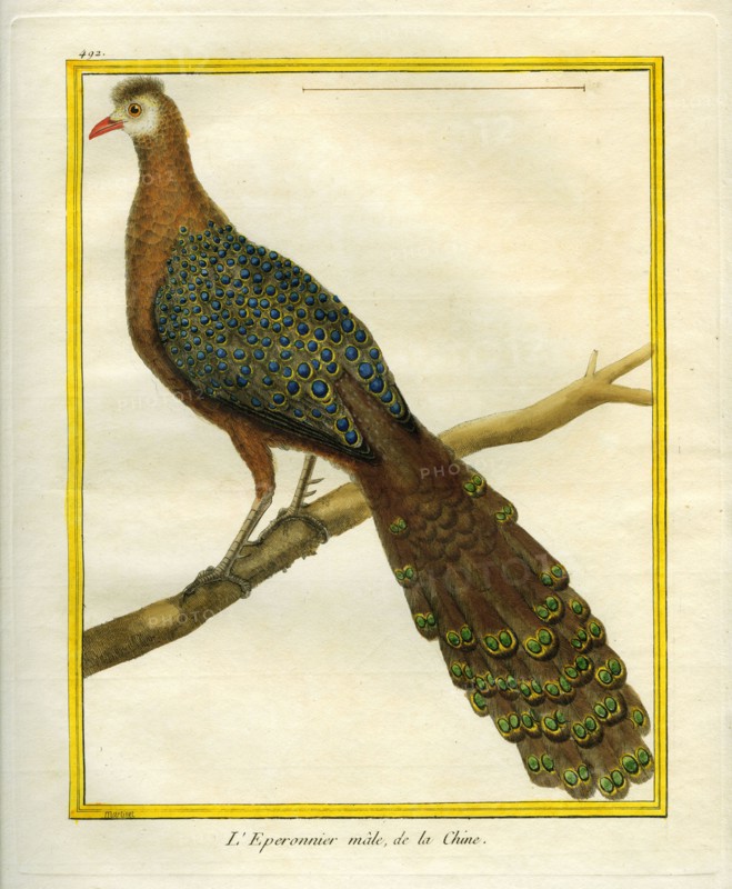 Green Peacock