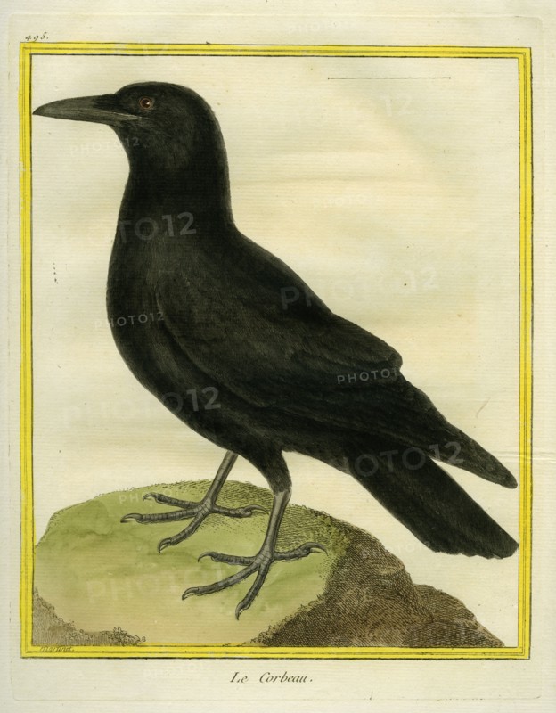Le Corbeau
