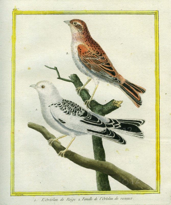 L'Ortolan de neige et la Femelle de l'Ortolan de roseaux