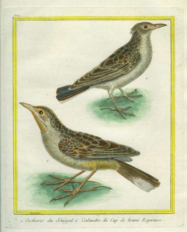 Eurasian Skylark and Oriental Skylark