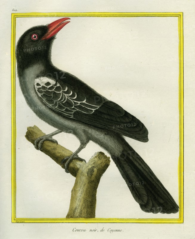 White-bellied Cuckooshrike