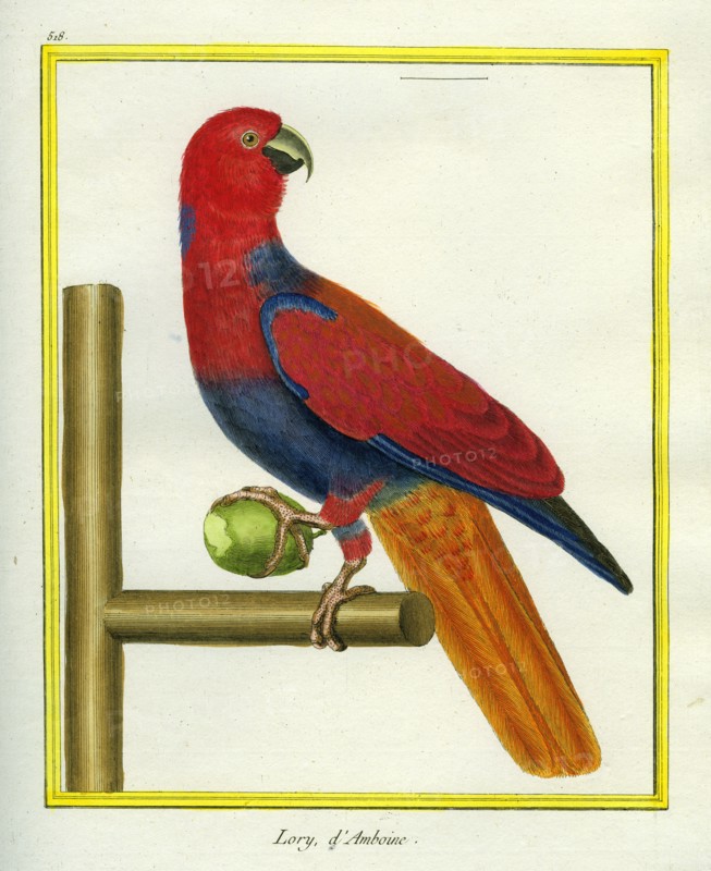 Red Lory