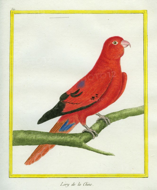 Blue-streaked Lory
