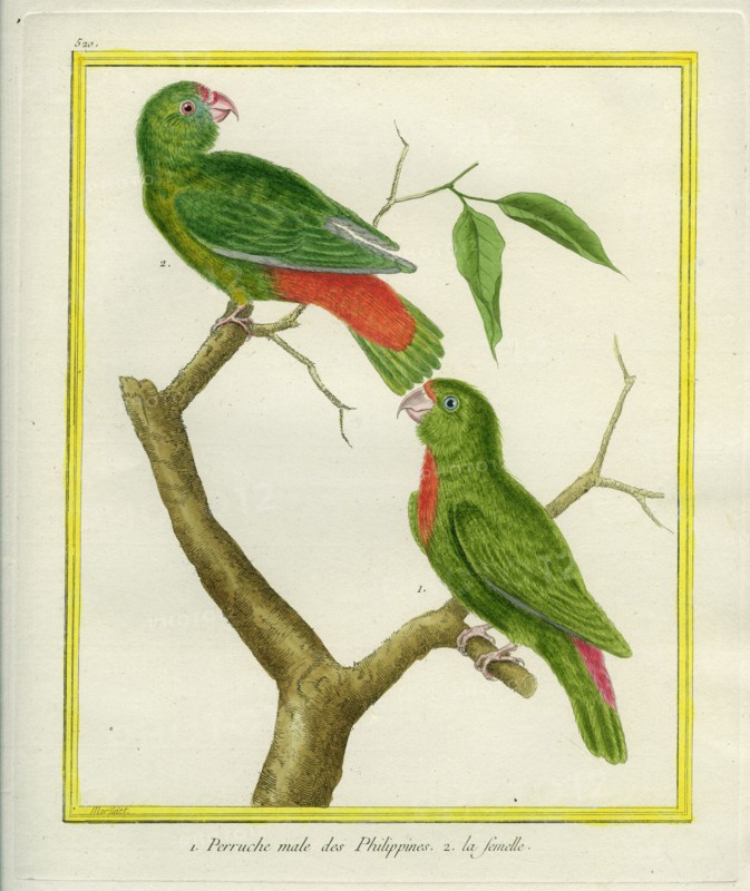 Male and Female Philippine Hanging Parrots