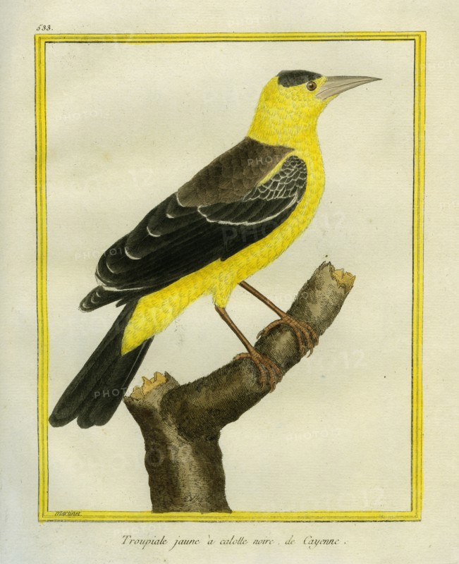 Le Troupiale jaune à calotte noire de Cayenne