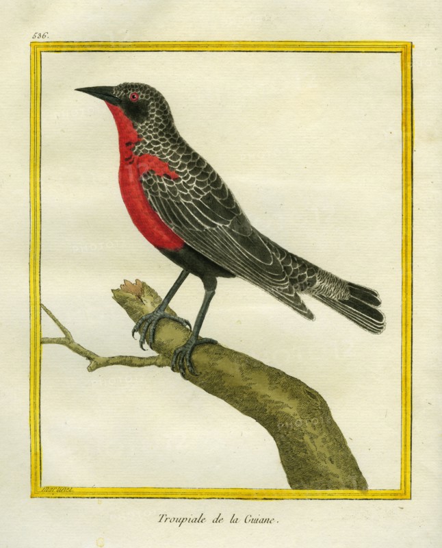Red-breasted Oriole