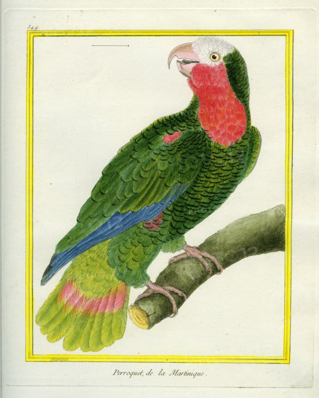 Le Perroquet de la Martinique
