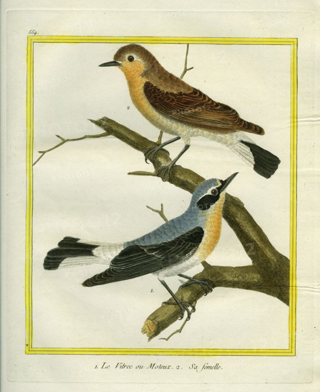 Northern Wheatear and Female