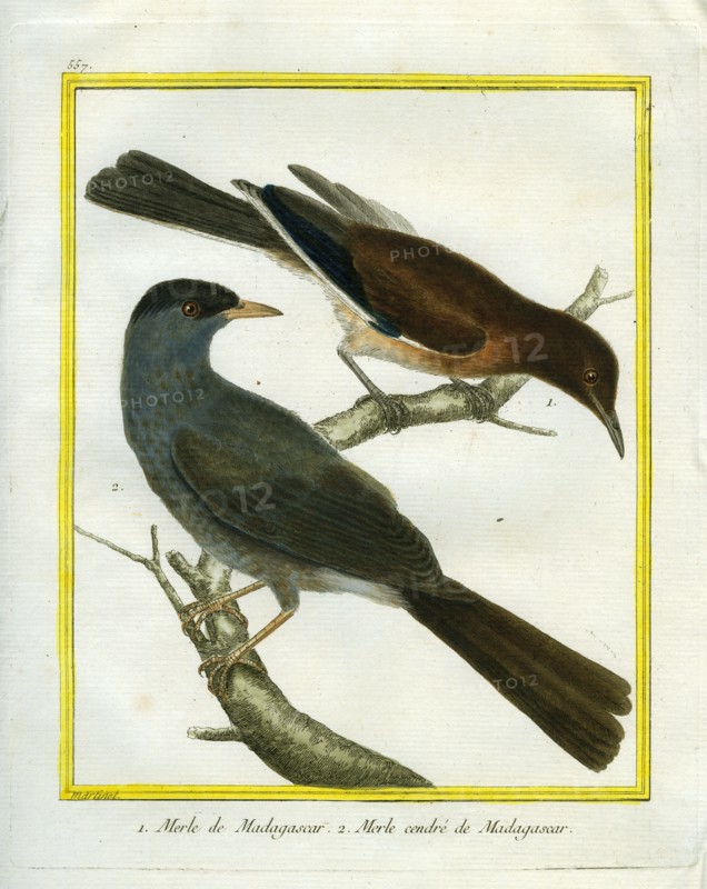 Male and Female Merlin from Madagascar