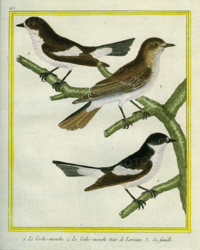 Flycatchers