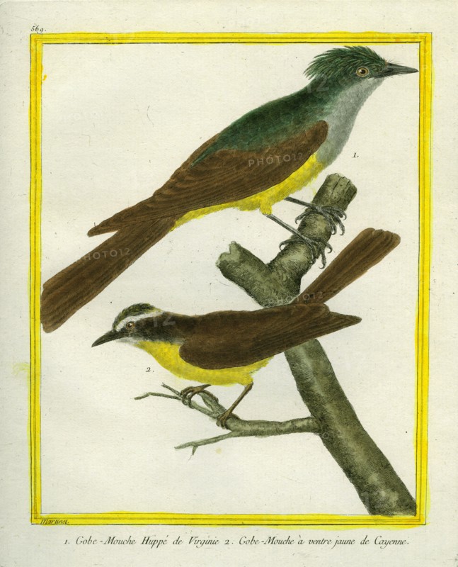 Le Gobe-Mouche huppé de Virginie et le Gobe-Mouche à ventre jaune de Cayenne