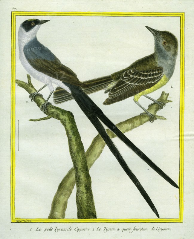 Tyrant flycatcher and Fork-tailed Flycatcher