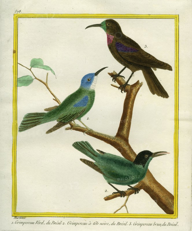 The Green, Black-headed and Brown Brazilian creepers