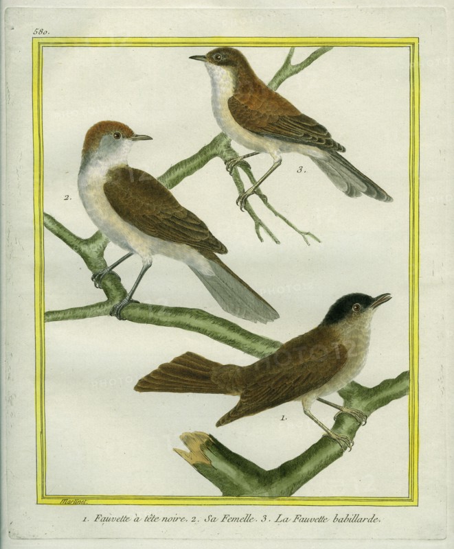 Eurasian Blackcap, the female and Lesser Whitethroat