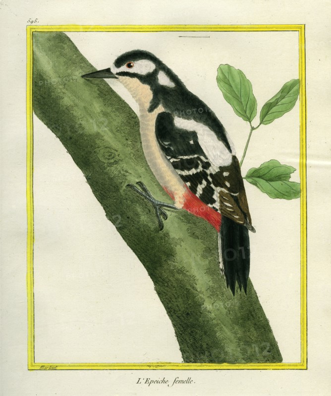 L'Epeiche femelle