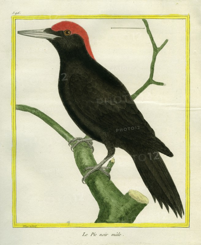 Male Black Woodpecker