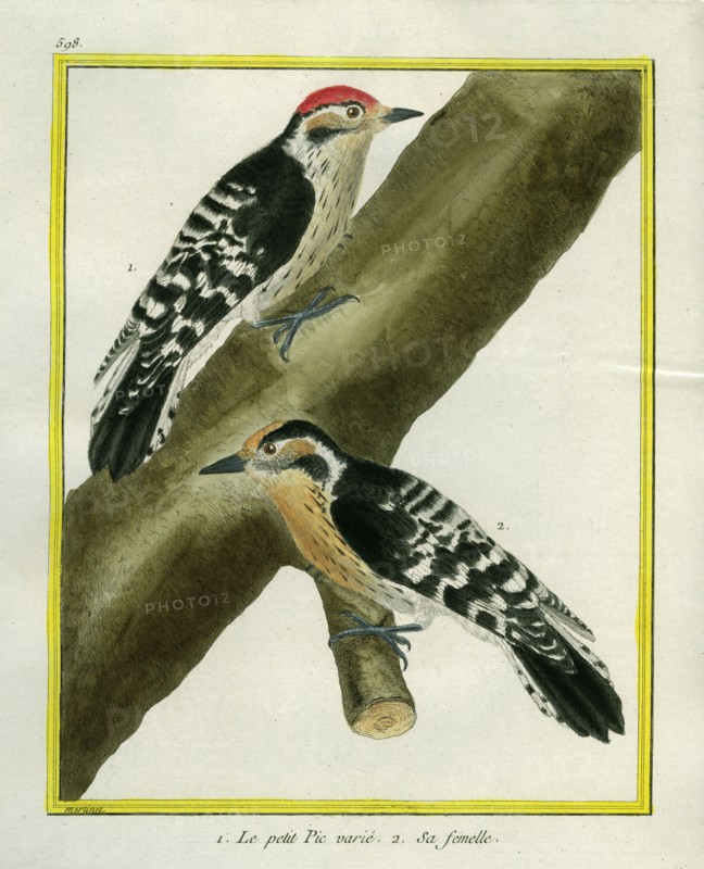 Downy Woodpecker and female