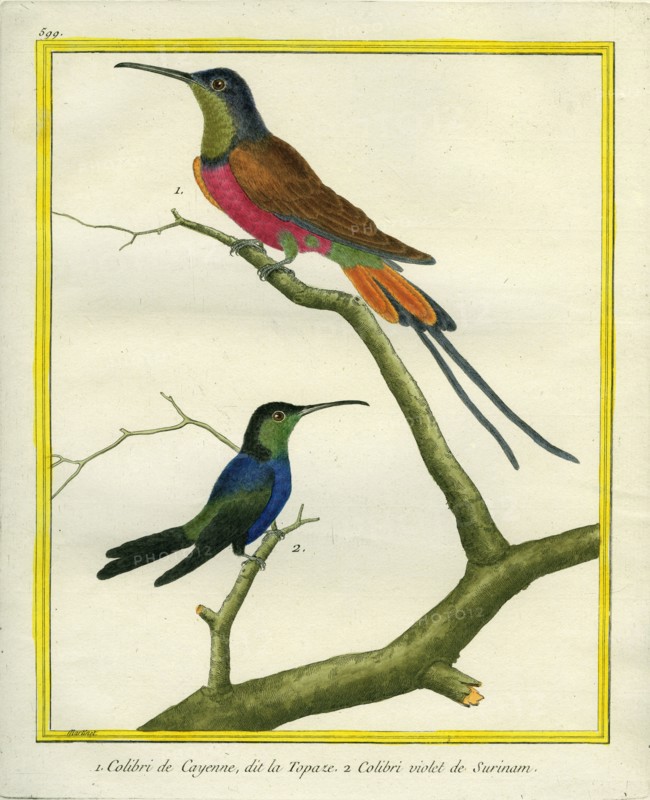 Ruby-topaz Hummingbird and Purple-chested Hummingbird