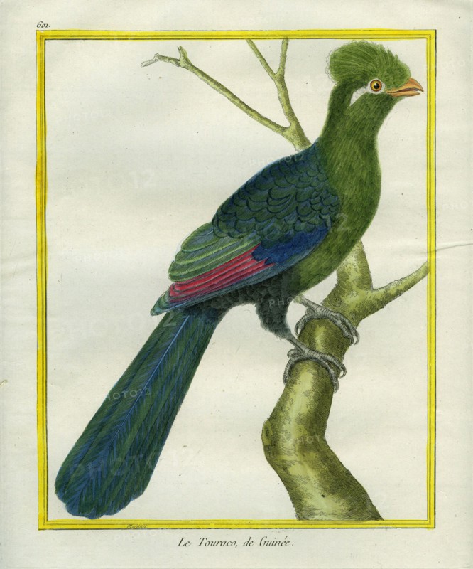 Guinea Turaco