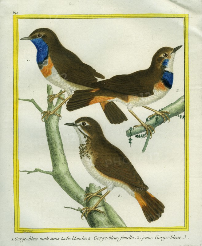 Male, Female and Juvenile Bluethroat