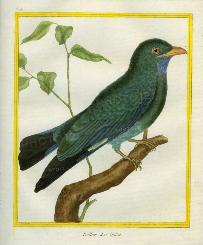 Brown Jay