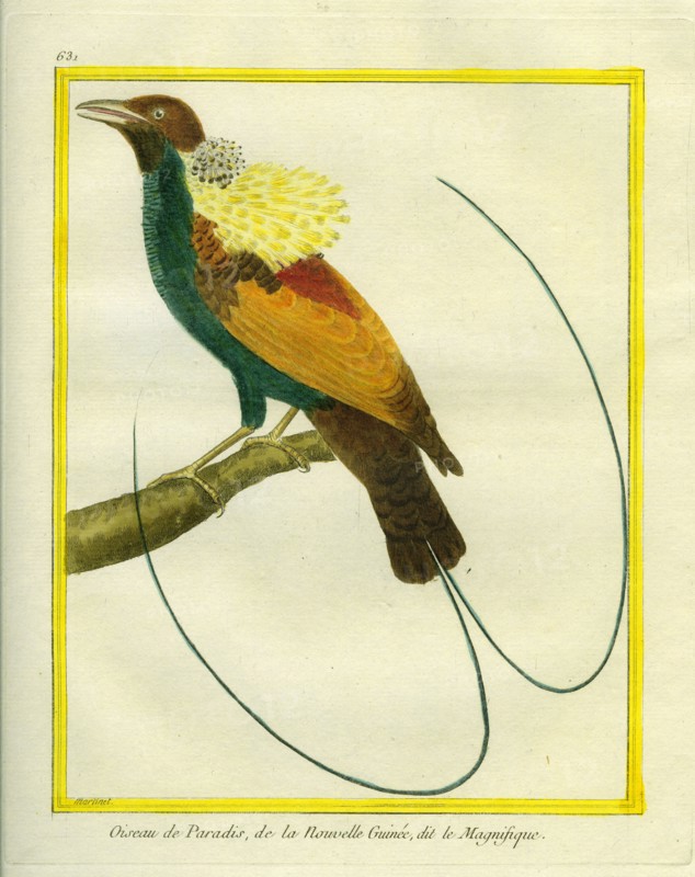 Emperor Bird-of-paradise