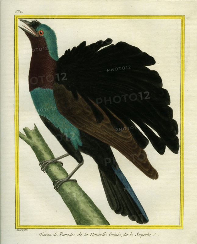 L'Oiseau de Paradis de Nouvelle-Guinée