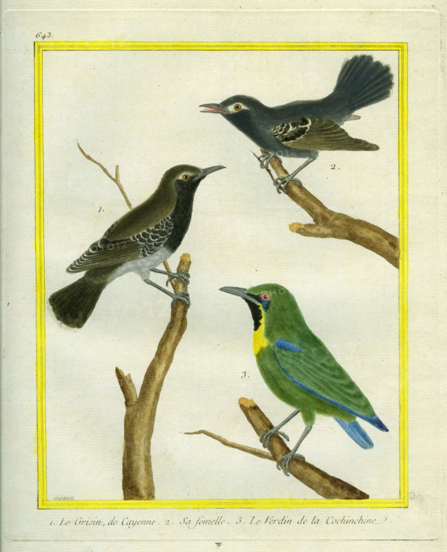 Male and Female Black-throated Antbird and le Verdin de la Cochinchine