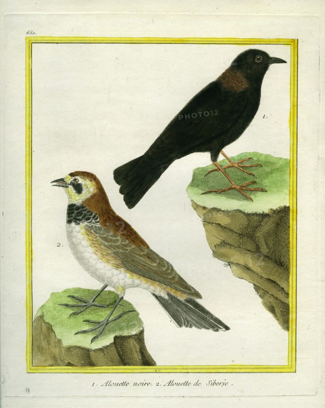 Black Lark and