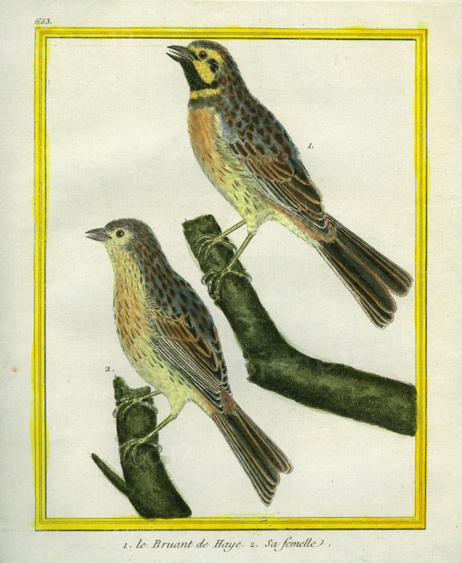 Male and Female Dunnock