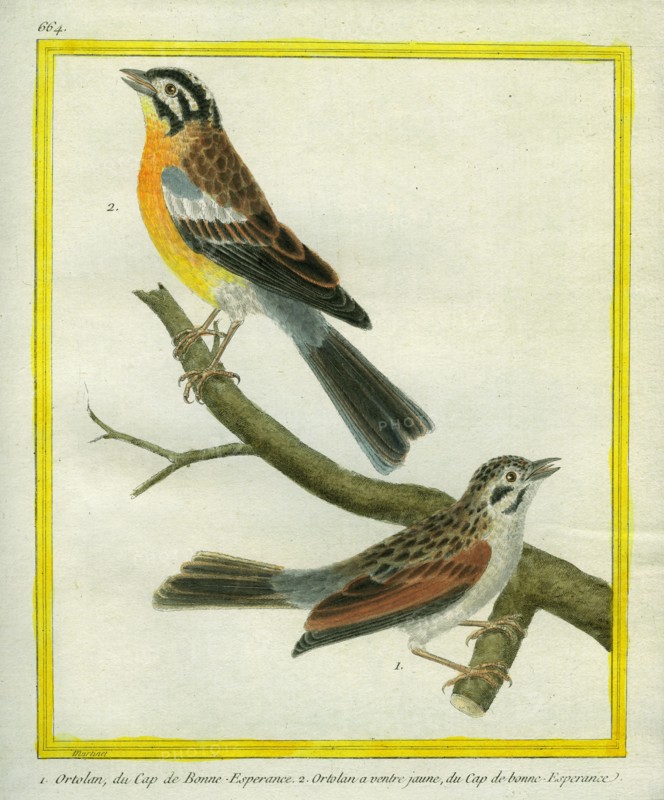 L'Ortolan et l'Ortolan à ventre jaune du Cap de Bonne-Espérance