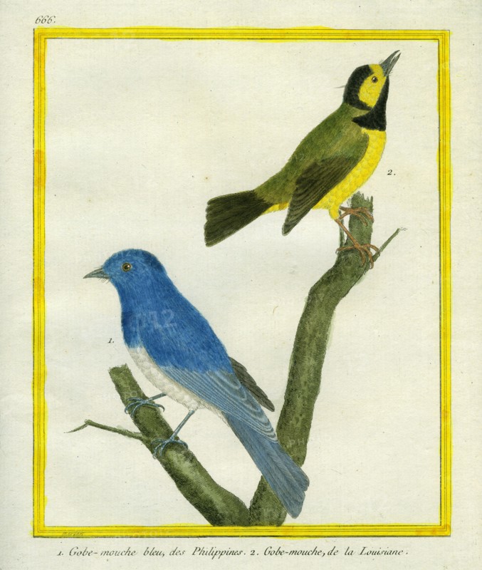 Palawan Blue Flycatcher and Yellow-bellied Flycatcher