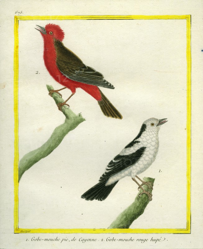 Le Gobe-Mouche pie de Cayenne et le Gobe-Mouche rouge huppé