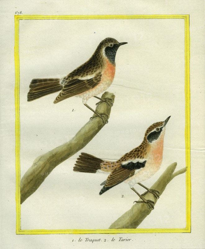 Wheatear and Whinchat