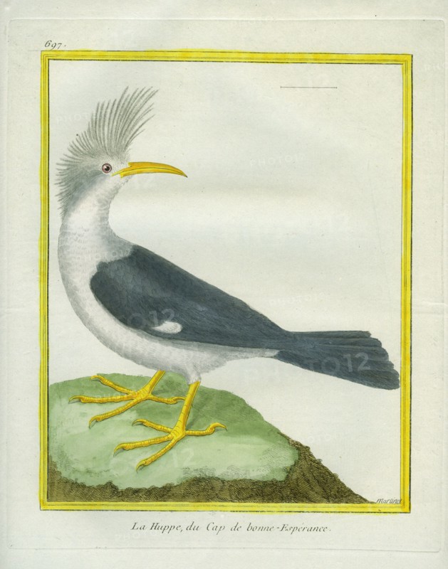 La Huppe du Cap de Bonne-Espérance
