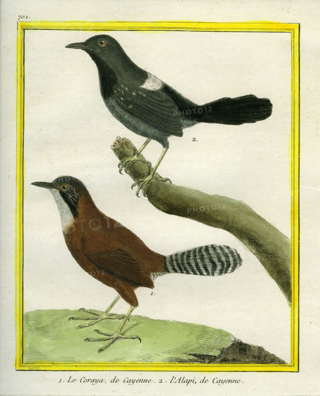 Coraya Wren and Black-throated Antbird