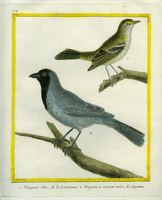 Olive-green Tanager and Black-chinned Antbird