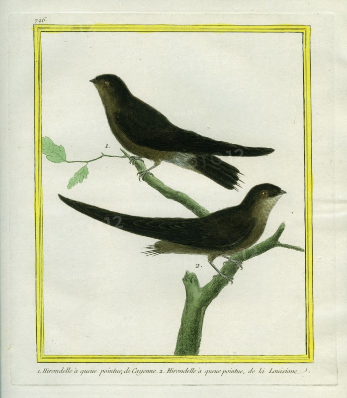 White-throated Needletails