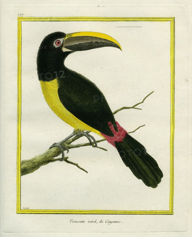 Green Aracari