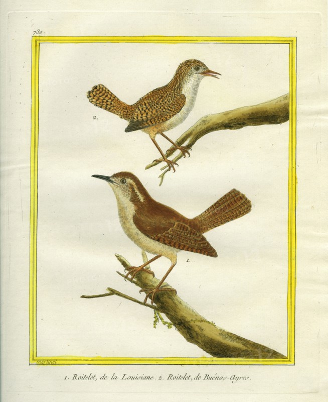 Winter Wren and Long-billed Wren