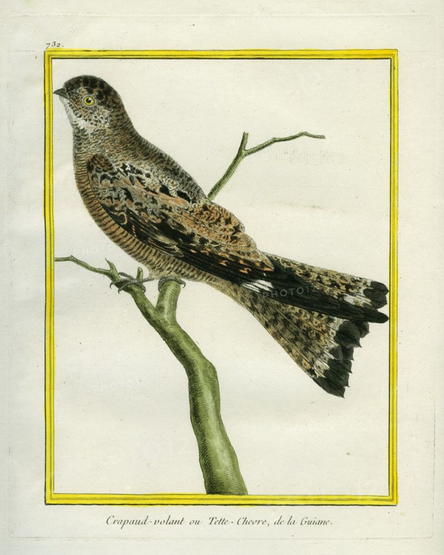 Le Crapaud-Volant ou Tête-Chèvre de la Guyane