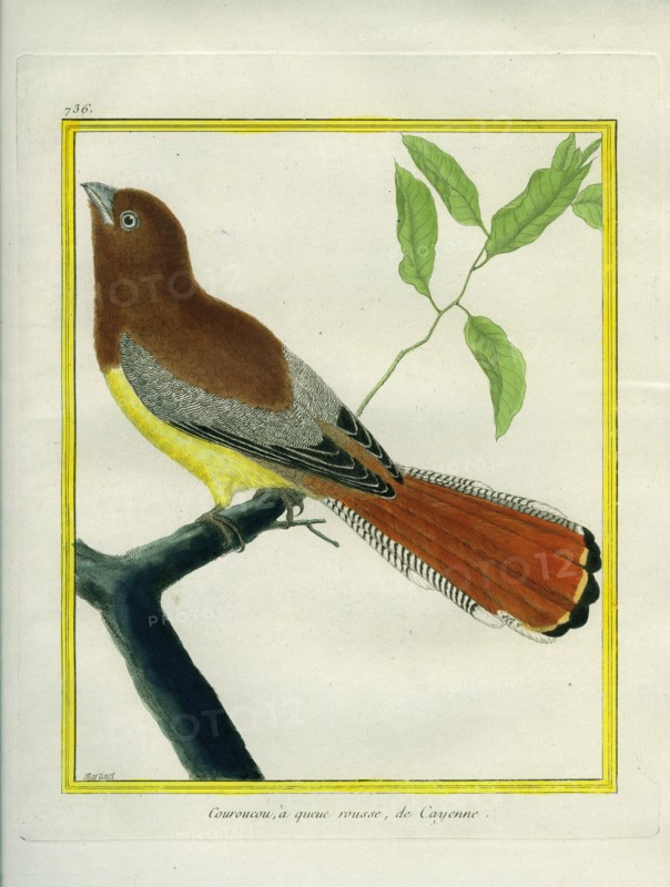 Black-throated Trogon