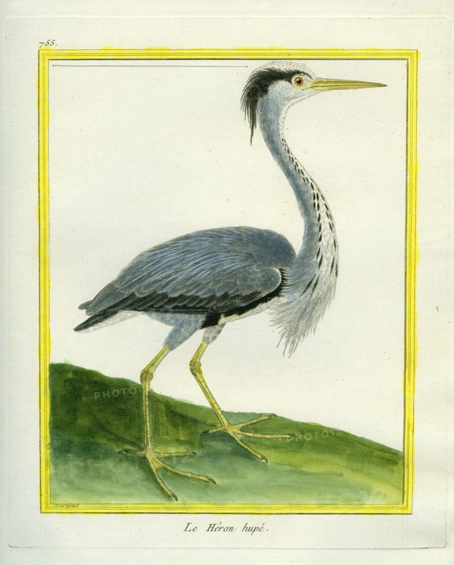 Grey Heron